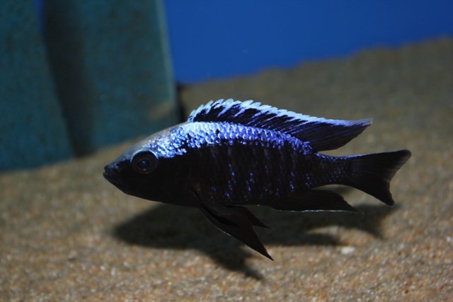 Copadichromis trewavasae 'Likoma Island'